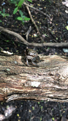 Aratus pisonii