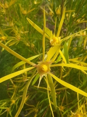 Leucadendron eucalyptifolium