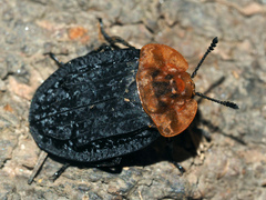 Oiceoptoma thoracicum