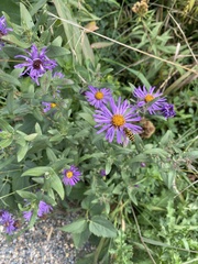 Symphyotrichum novae-angliae