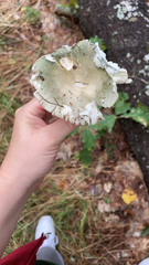 Heterophyllidia