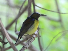 Anthreptes malacensis