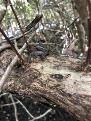 Aratus pisonii