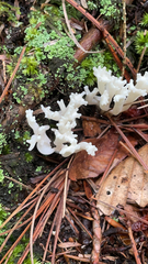 Clavulina rugosa