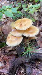 Kuehneromyces mutabilis