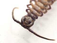Lithobiomorpha