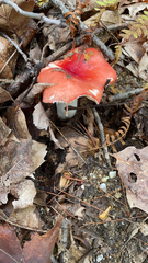 Russula cremoricolor