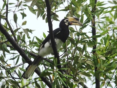 Anthracoceros albirostris