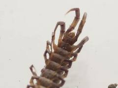 Lithobiomorpha