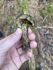 Lactarius olivaceoumbrinus