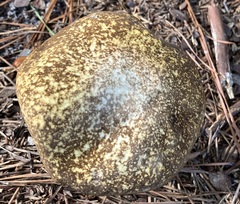 Xanthoconium affine maculosus