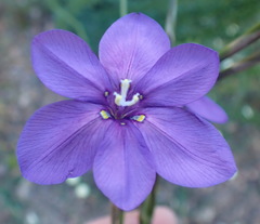 Moraea polyanthos