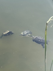 Trachemys scripta