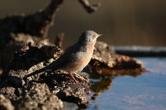 Curruca iberiae