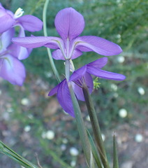 Moraea polyanthos