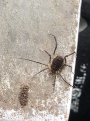 Erginulus subserialis