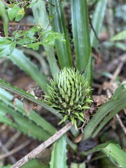 Ananas macrodontes