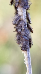 Ululodes quadripunctatus