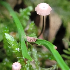 Marasmiineae
