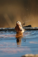 Curruca iberiae