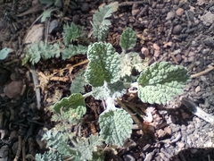 Marrubium