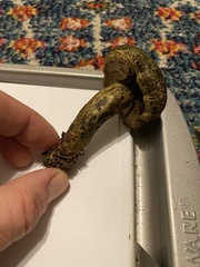 Lactarius olivaceoumbrinus