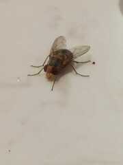 Ormia