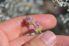 Salvia dorrii
