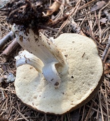 Xanthoconium affine maculosus