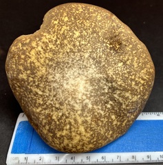 Xanthoconium affine maculosus