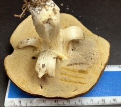 Xanthoconium affine maculosus