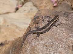 Trachylepis spilogaster