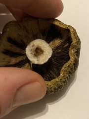 Lactarius olivaceoumbrinus