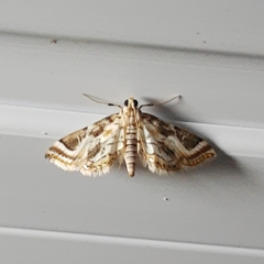 Acentropinae
