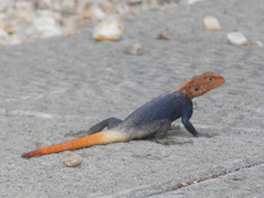 Agama planiceps