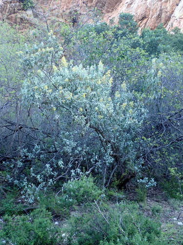 Image of Buddleja glomerata by (c) Nicola van Berkel, some rights reserved (CC BY-SA)