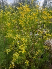 Leucadendron eucalyptifolium