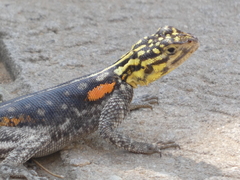 Agama planiceps