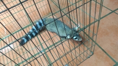 Bassariscus sumichrasti