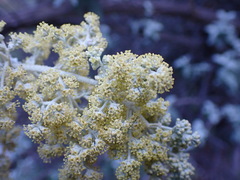 Buddleja glomerata