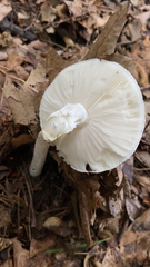 Phalloideae