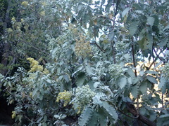 Buddleja glomerata