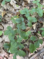 Rubus hispidus
