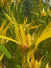 Leucadendron eucalyptifolium