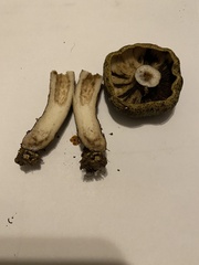 Lactarius olivaceoumbrinus