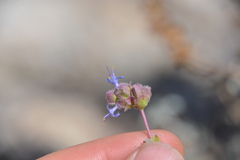 Salvia dorrii