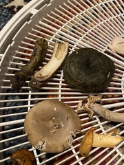 Lactarius olivaceoumbrinus