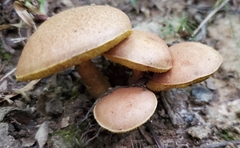 Aureoboletus innixus