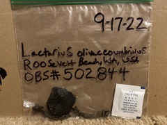 Lactarius olivaceoumbrinus