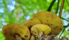 Aureoboletus innixus